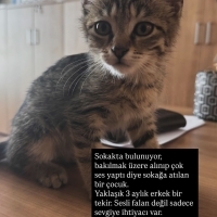 Yavru Tek..
