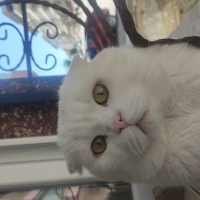 Oyuncu, d..