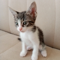 Miniklere..