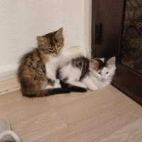 Sevimli 2..