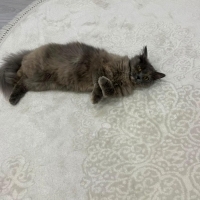 Dişi kedi..