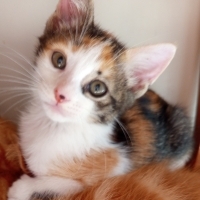 Karamelli..