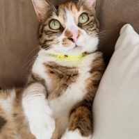 Calico aş..