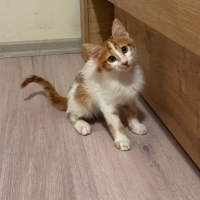 çili bebe..