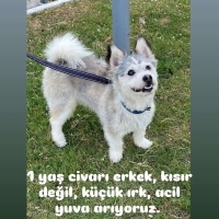 Ücretsiz..