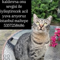 Sokağa at..