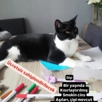 Luky Ener..