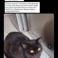 Zeytin'e acil yuva