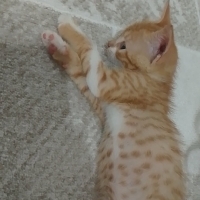 Minik yav..