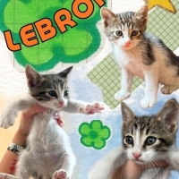 MİNİK LEB..