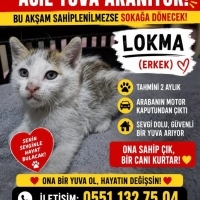 Minik yav..