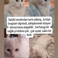 Sokağa te..