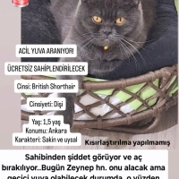 Çok acil yuva arıyor