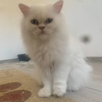 Maviş oğl..