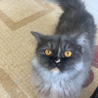Güzel kız..