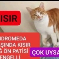SAG ÖN PATISI ENGELLI ( ANDROMEDA )