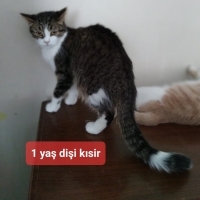 COK SAKIN..
