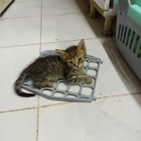 Tekir Yavru Kedi Ücretsiz Sahiplendirme