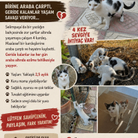 Çarşı ve..