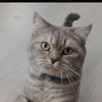 Sevdirik..