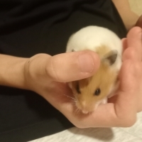 Minik hamster sahiplendirme
