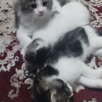 4 tane ev..