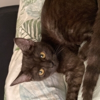 Zeytin kı..