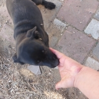 Cane cors..