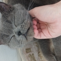 British Shorthair Erkek Kedi – Kısır ve Eğitimli