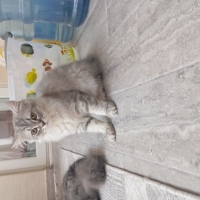 Yavru kedi ücretsiz dişi cins kedi