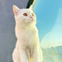 Leo aşırı..