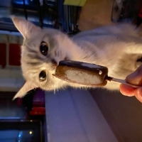 Oyuncu ha..