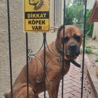Büyük Irk..