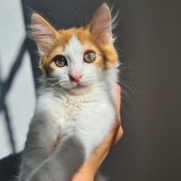 Çok Acil..