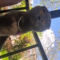 İlgi bağı..