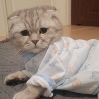 Scottish kedi 3 yaşında