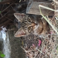 3 aylık...