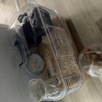 hamster a..