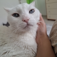 Çok şey y..
