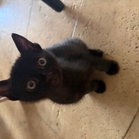 Brownie tadında