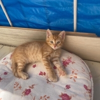 Minik yav..
