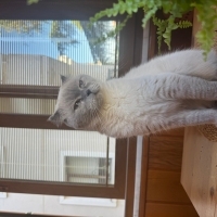 luna’ya ö..