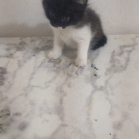 Açık 55 g..