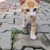 Cana yakı..