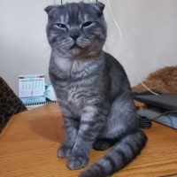 Oynar mıs..