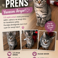 Acil Uyku..