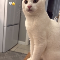 🐾 Ömürlü..
