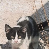 Ömürlük y..