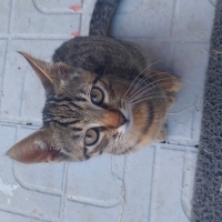 Ömürlük y..