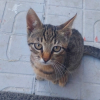 Ömürlük y..